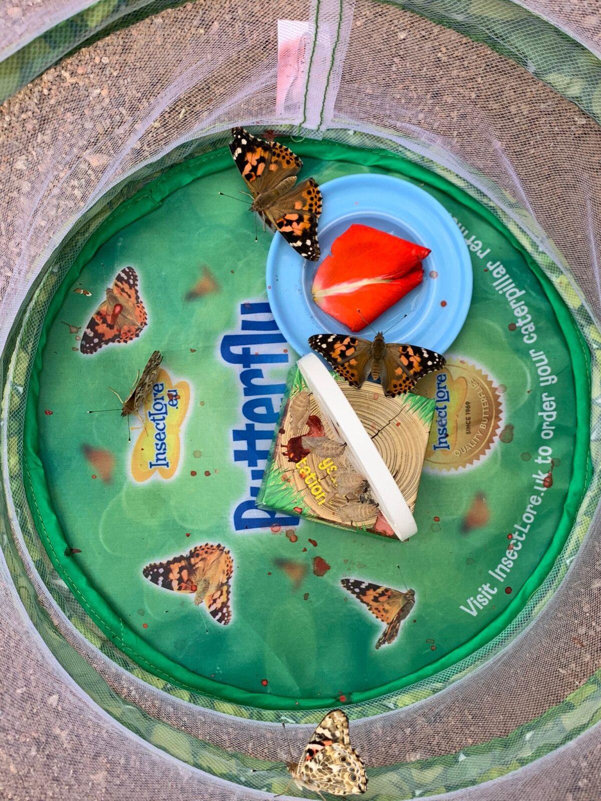 děti pozorovaly vývoj motýla... - 12