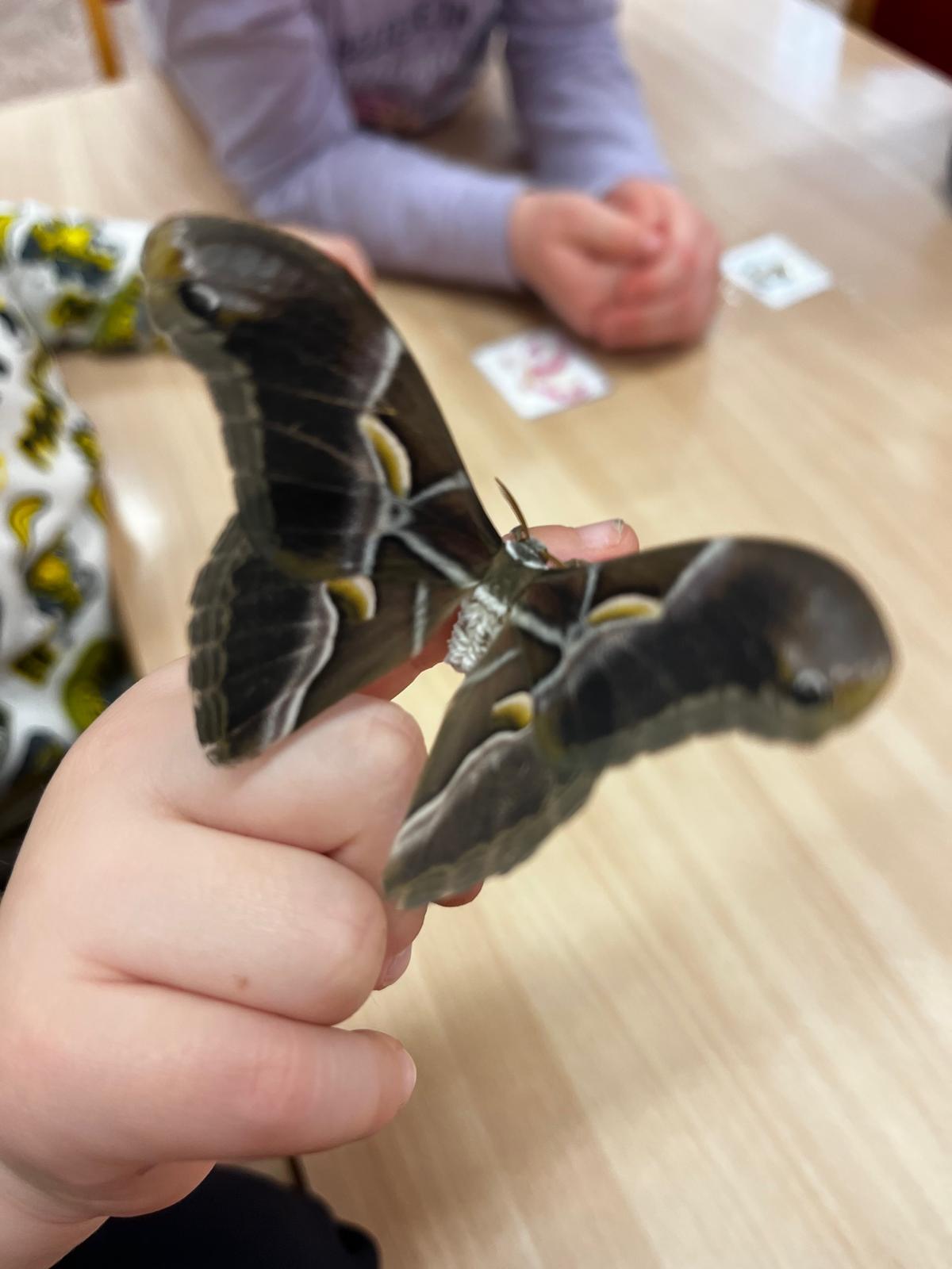 líhnutí motýlů ve školce - 10